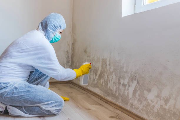 Licensed Mold Testing service in Wrightsville, PA - WQB Mold Removal